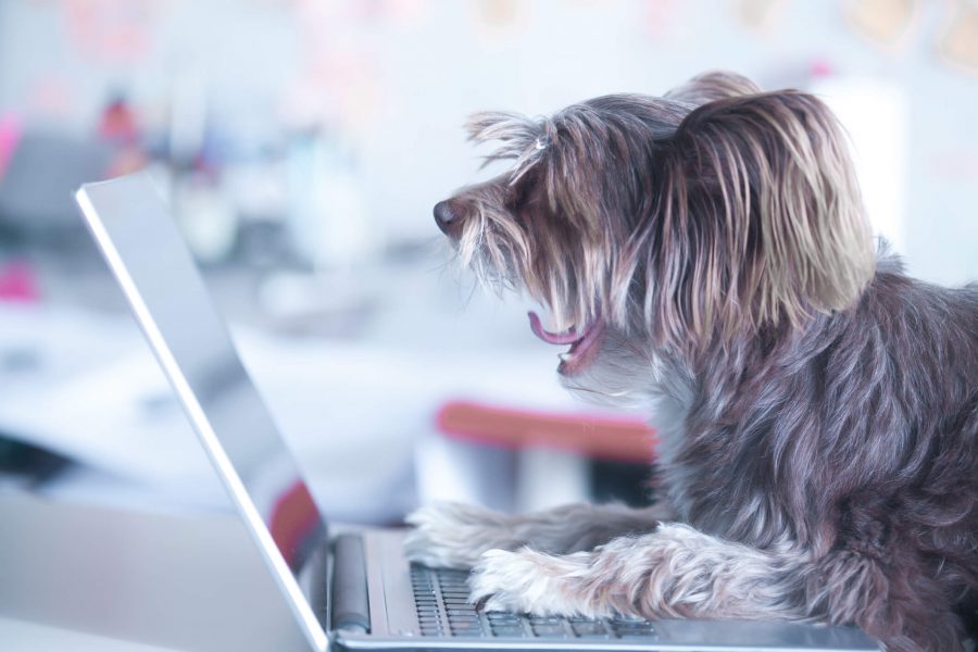 A small dog is on a laptop reading an email newsletter