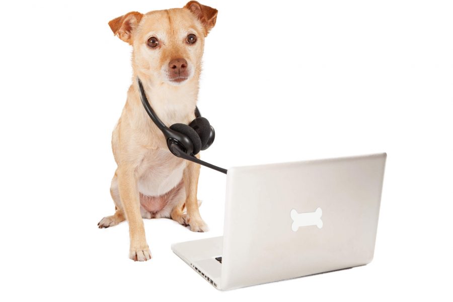 A chihuahua sits in front of a laptop wearing a headset.