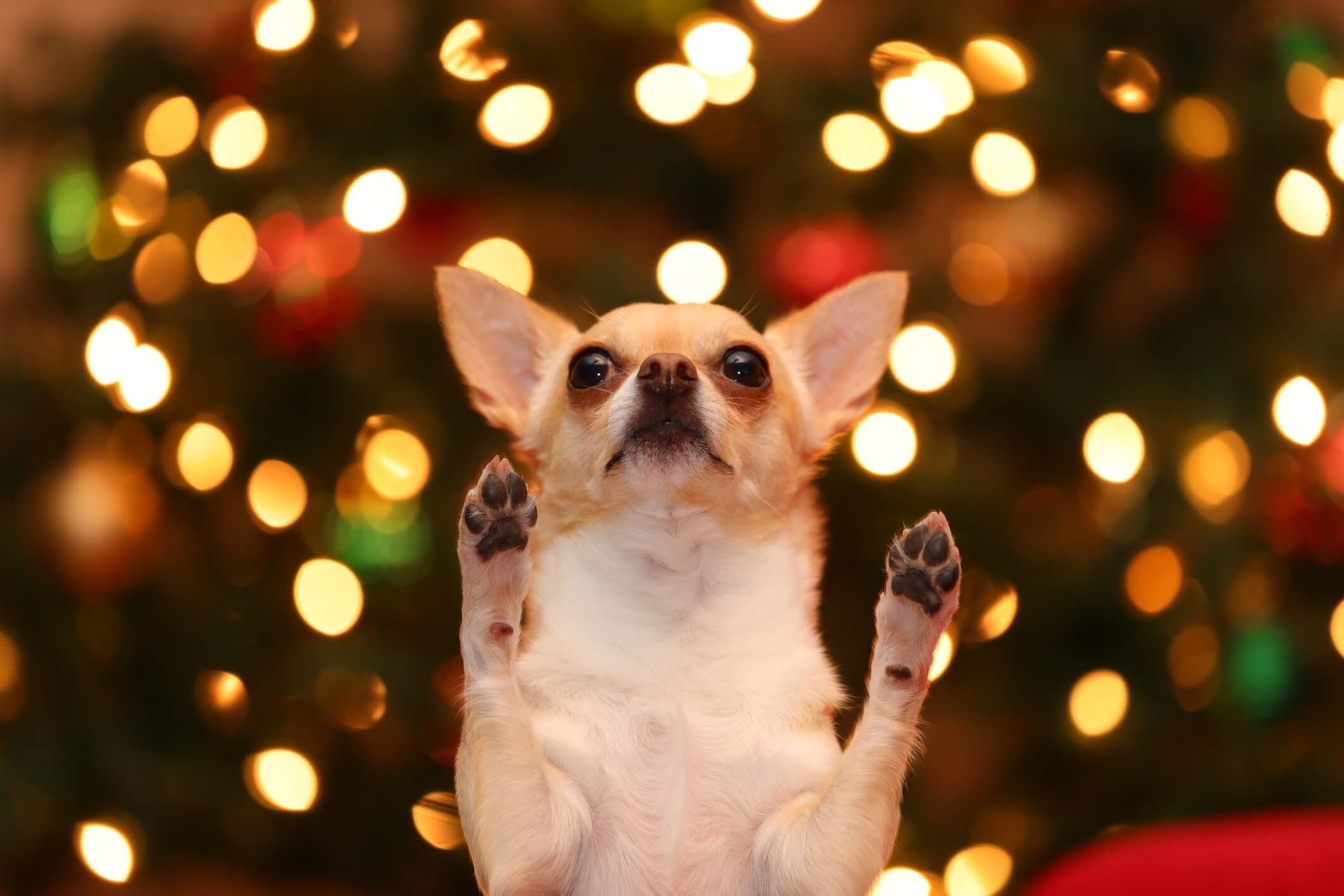 A chihuahua begs for a treat in front of holiday lights