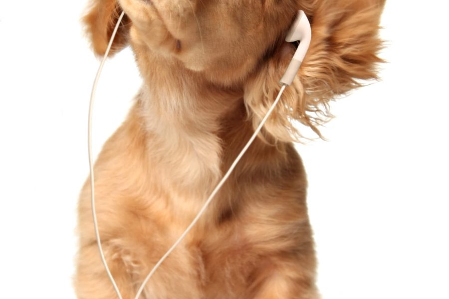 A puppy listens to music through ear buds