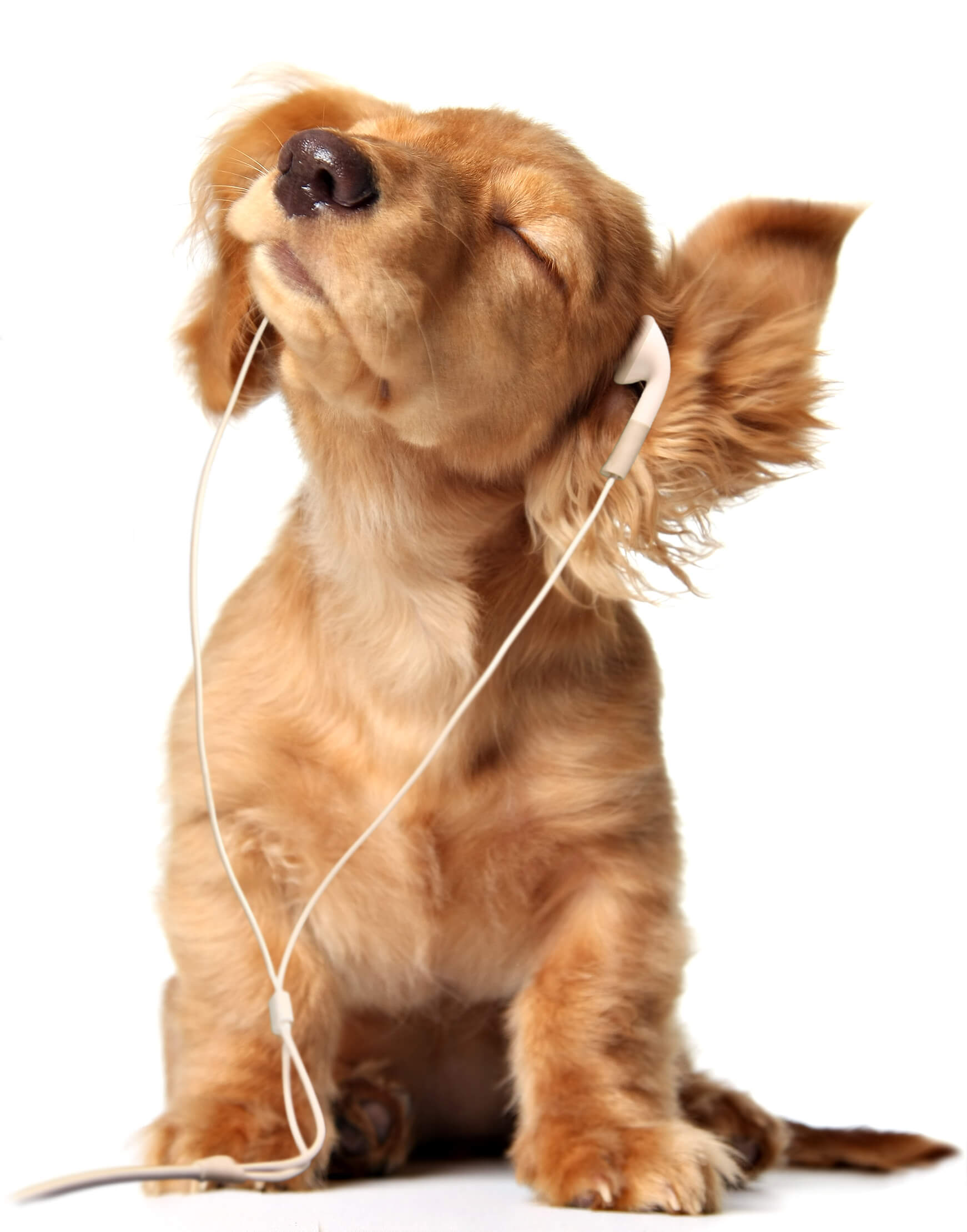 A puppy listens to music through ear buds