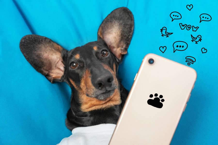 a cute dog holds a smartphone
