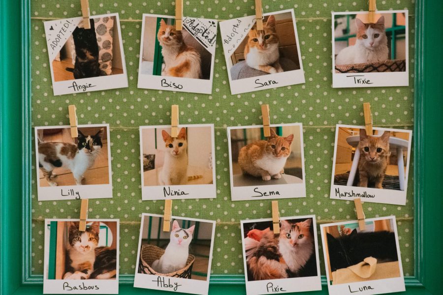 picture of a frame that consist of cat polaroids